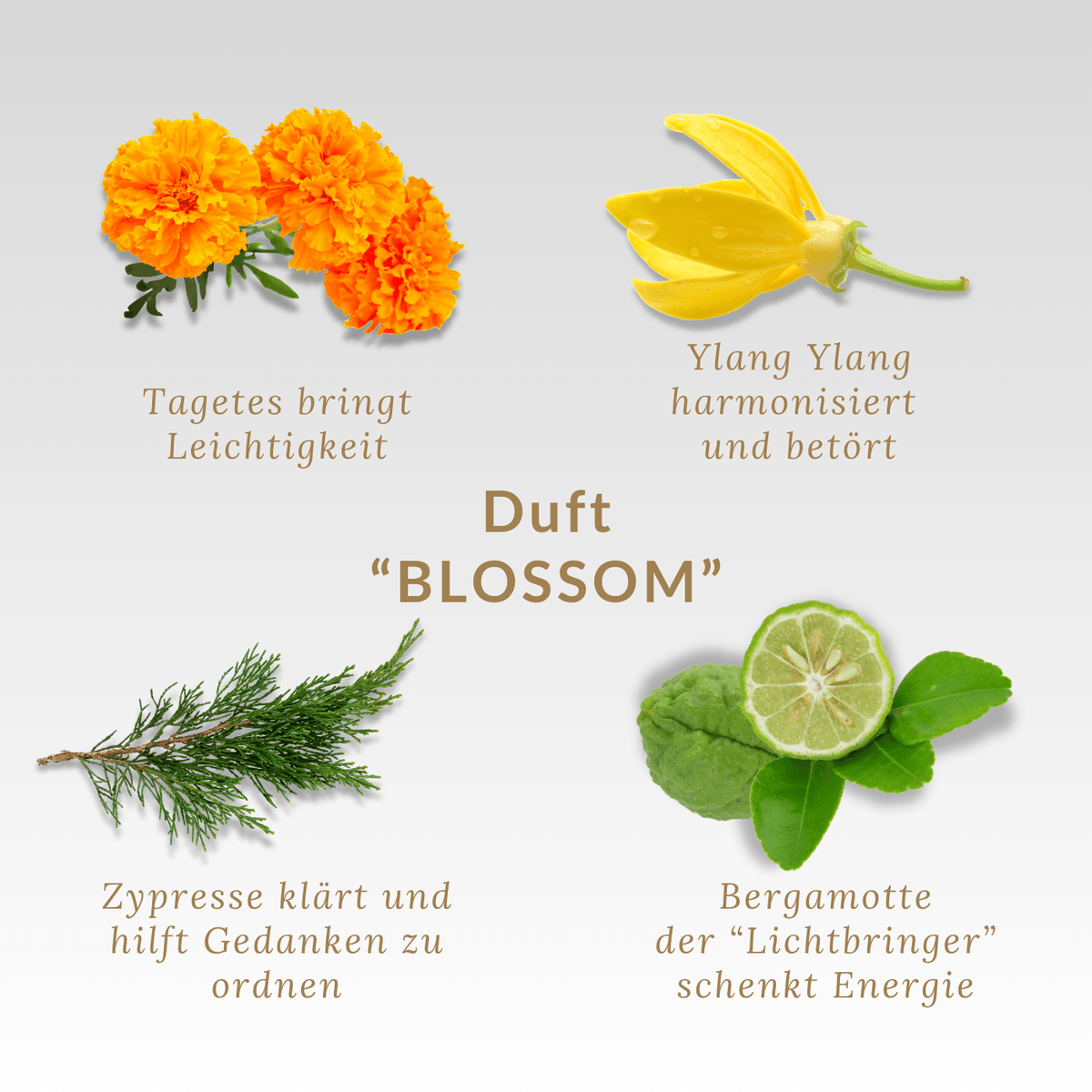 Inhaltsstoffe des Dufts BLOSSOM