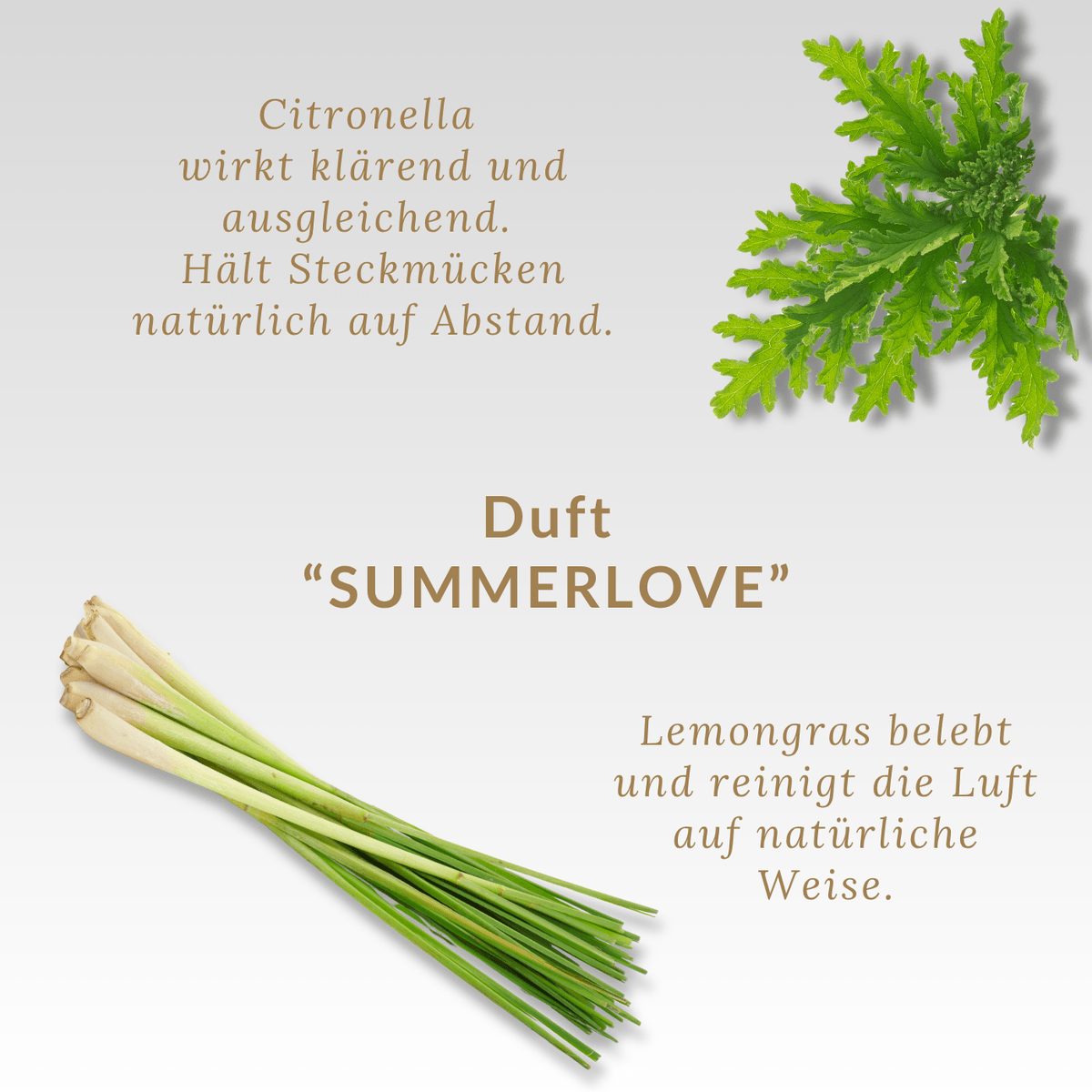 Duftkerze "Let the Good Vibes in and the Bad Vibes out!" Duft "SUMMERLOVE" mit Citronella & Lemongras | Bio-Sojawachs & reine ätherische Öle | 50h